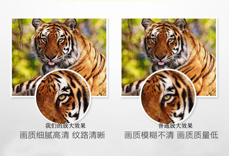 1486198751637491.jpg 老虎.jpg